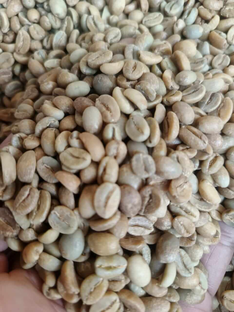 Dark Roasted Coffee Beans